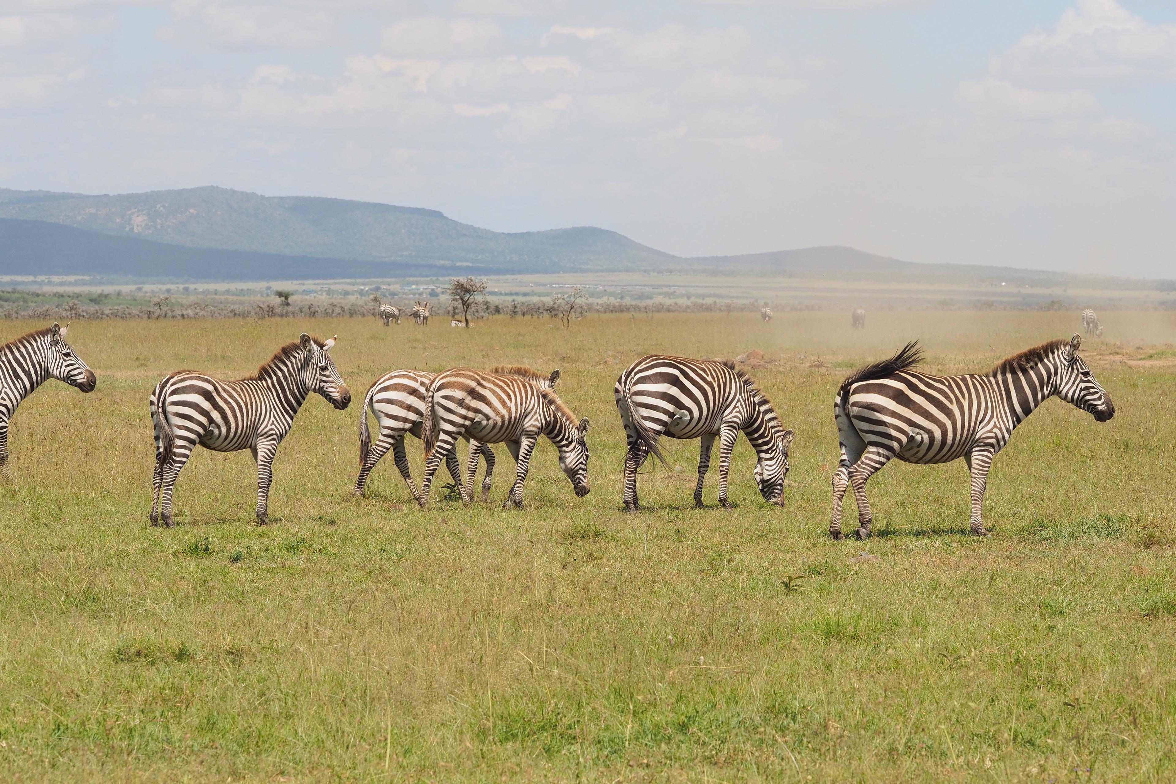  Top things to do on Safari in Kenya for first timers on East Africa safari